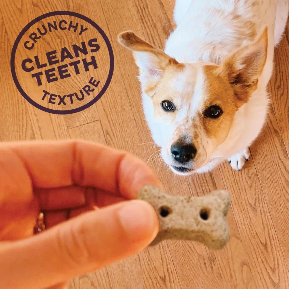 Online Classic Savory Mix Natural Mini Oven-Baked Biscuits Dog Treats Treats Treats & Chews