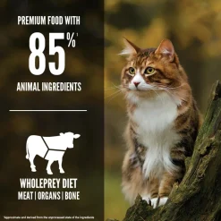 Hot Regional Red Dry Cat Food Recipe Dry Food Dry Cat Food