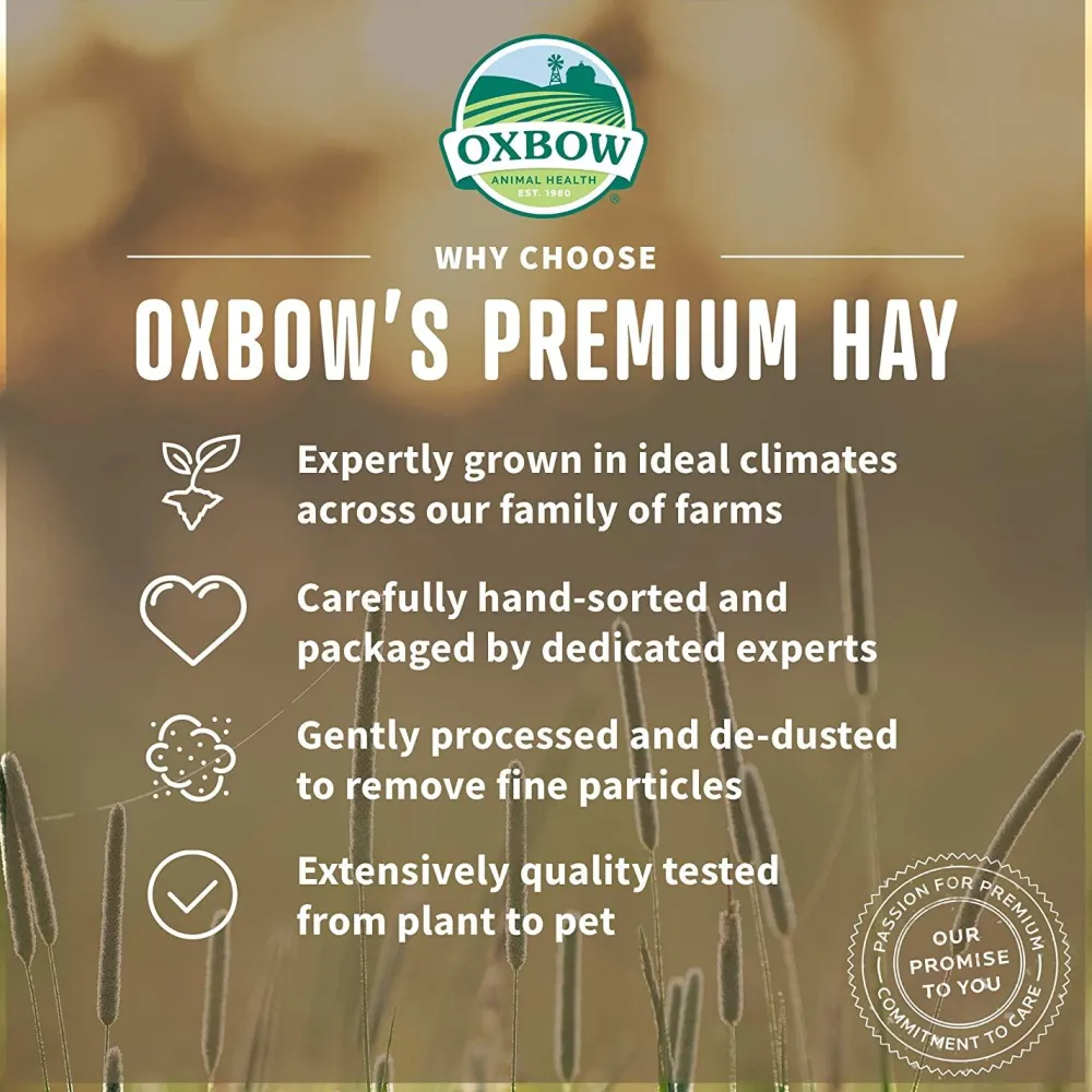 Best Small Animal Health Western Timothy Hay Shop Small Animal Find All Of The Essentials