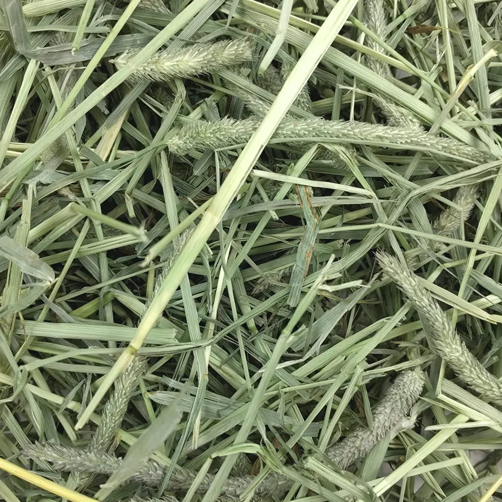 Best Small Animal Health Western Timothy Hay Shop Small Animal Find All Of The Essentials