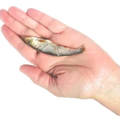 Online Pet Treats Wild Caught Baltic Sprat Fish Dog Treats Treats Treats & Chews