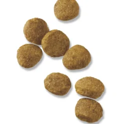Online Dry Puppy Food Focus Chicken & Rice Formula Food Dry, Wet, Freeze Dried, Etc.