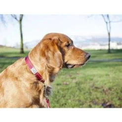 Clearance RC Adjustable Dog Collar Primary Red Supplies Leashes, Collars, Beds, Flea & Tick, Etc.