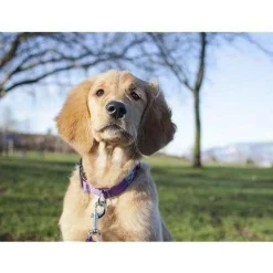Clearance RC Adjustable Dog Collar Primary Red Supplies Leashes, Collars, Beds, Flea & Tick, Etc.