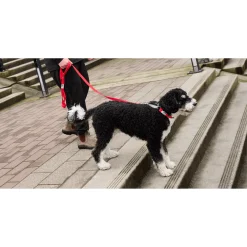 Outlet RC Dog Web Training Clip Primary Red Supplies Leashes, Collars, Beds, Flea & Tick, Etc.