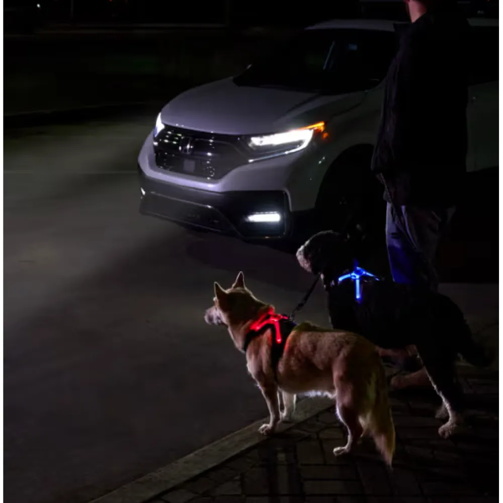 Best Rc Harness Nova Led Light Black/Grey Supplies Leashes, Collars, Beds, Flea & Tick, Etc.