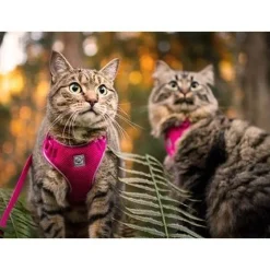 Best RC Kitty Adventure Harness Raspberry Supplies Collars, Scratchers, Toys, Etc.