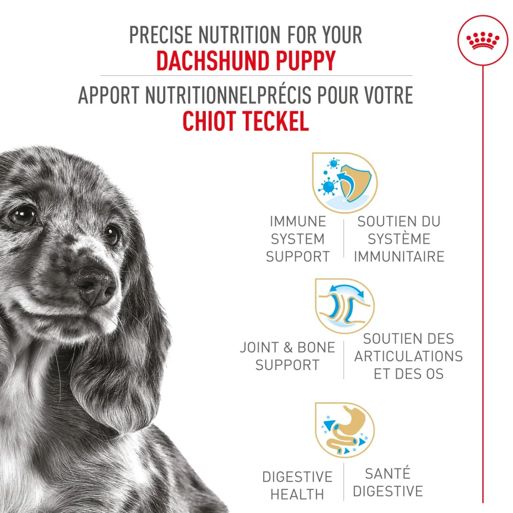 Clearance Dachshund Puppy Food Food Dry, Wet, Freeze Dried, Etc.