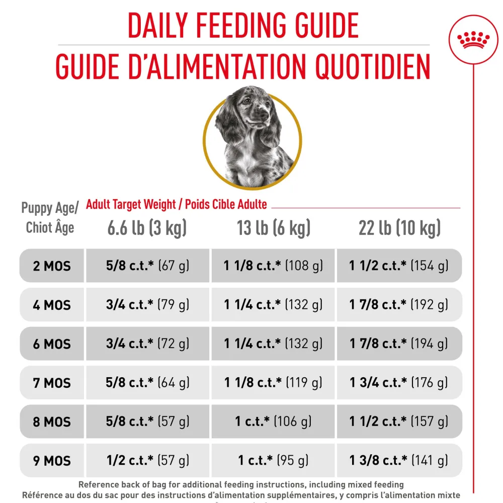 Clearance Dachshund Puppy Food Food Dry, Wet, Freeze Dried, Etc.