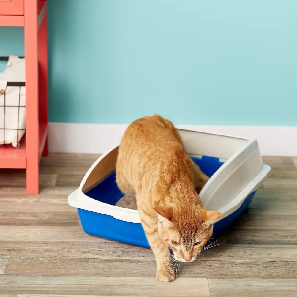 Best Cat Litter Pan & Rim Supplies Collars, Scratchers, Toys, Etc.
